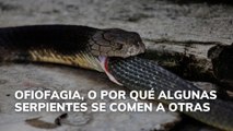Ofiofagia, o por qué algunas serpientes se comen a otras