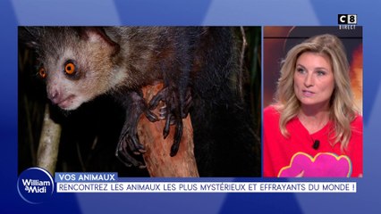 Vos animaux : Rencontrez les animaux les plus mystérieux et effrayants du monde !