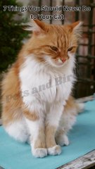 7 Crucial Mistakes to Avoid with Your Cat