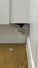 Rats infest Peterborough property