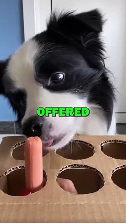 DOG BIRTHDAY SURPRISE! #animalstories #pets #dogs #doglover #cute