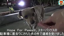 スターバックスの駐車場に、置き去りにされ捨てらた犬。食べ物を探しているところを発見され、従業員さんから保護団体へ通報がありました。A dog that had been abandoned in a Starbucks parking lot was found searching for food and was reported to a rescue group by a Starbucks employee.