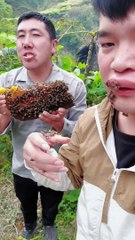 Bees and Honey, What Could Go Wrong?  #Ouch