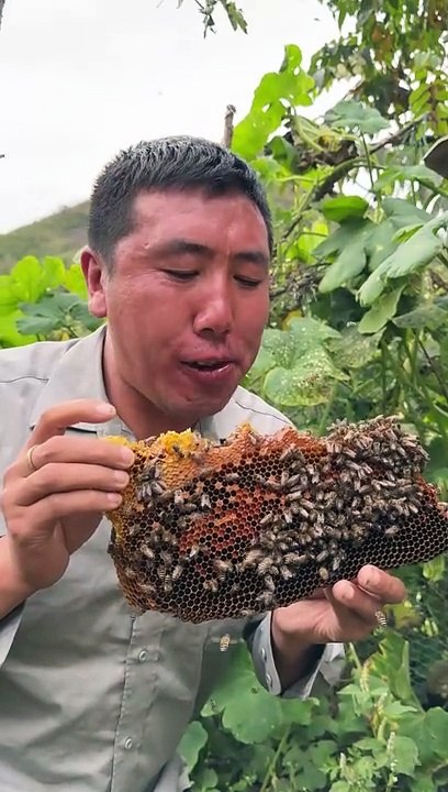 Stung for Sweetness: How Far Will You Go for Honey?