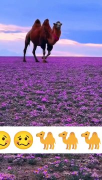 Camele and Sheeps in beautiful place