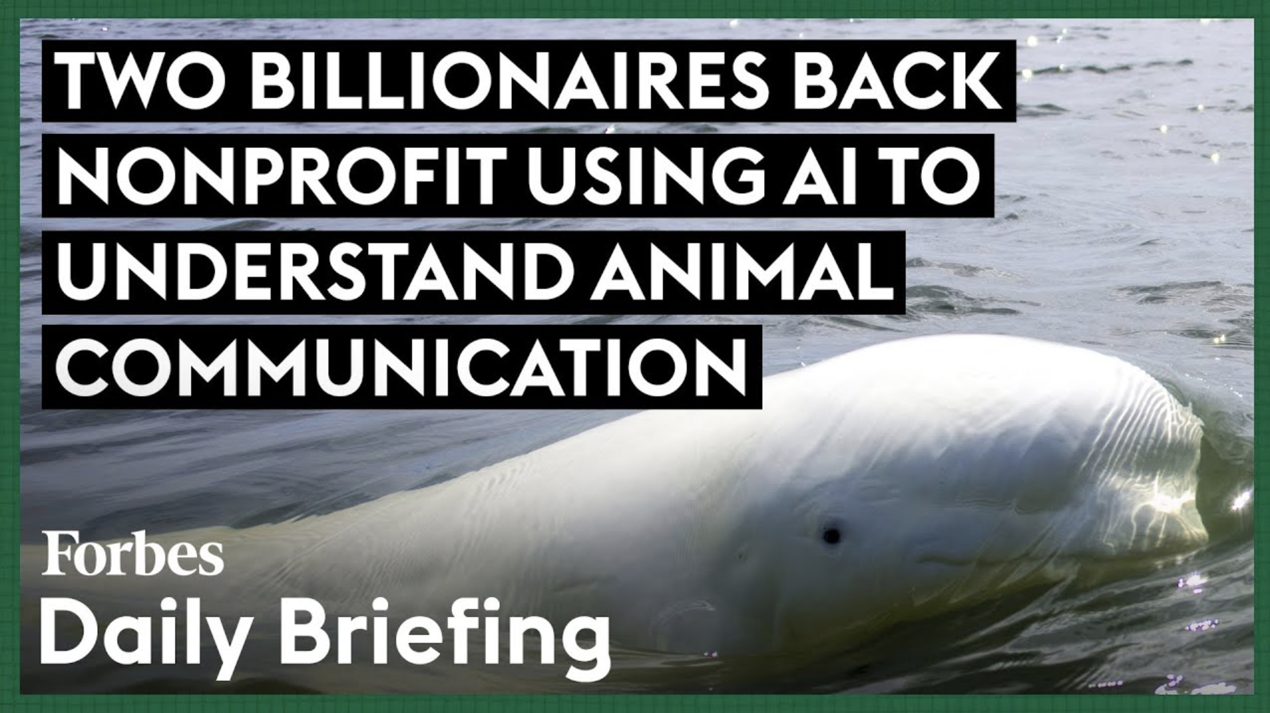 Two Billionaires Back Nonprofit Utilizing AI to Decipher Animal Communication