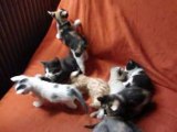 Vidéo des 9 petits chatons qui s'amusent entre eux