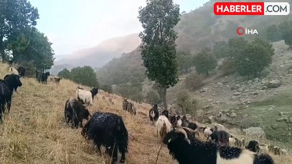 Muş'ta Küçükbaş Hayvanlar Kar ve Tipiye Yakalandı