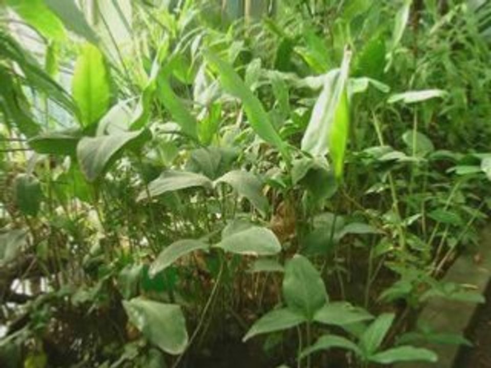 La serre tropicale : Jardin Botanique de Strasbourg