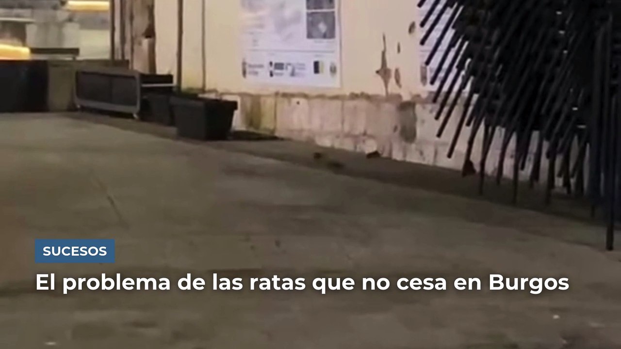 Ratas en Burgos: graban a tres roedores campando a sus anchas en Las Llanas