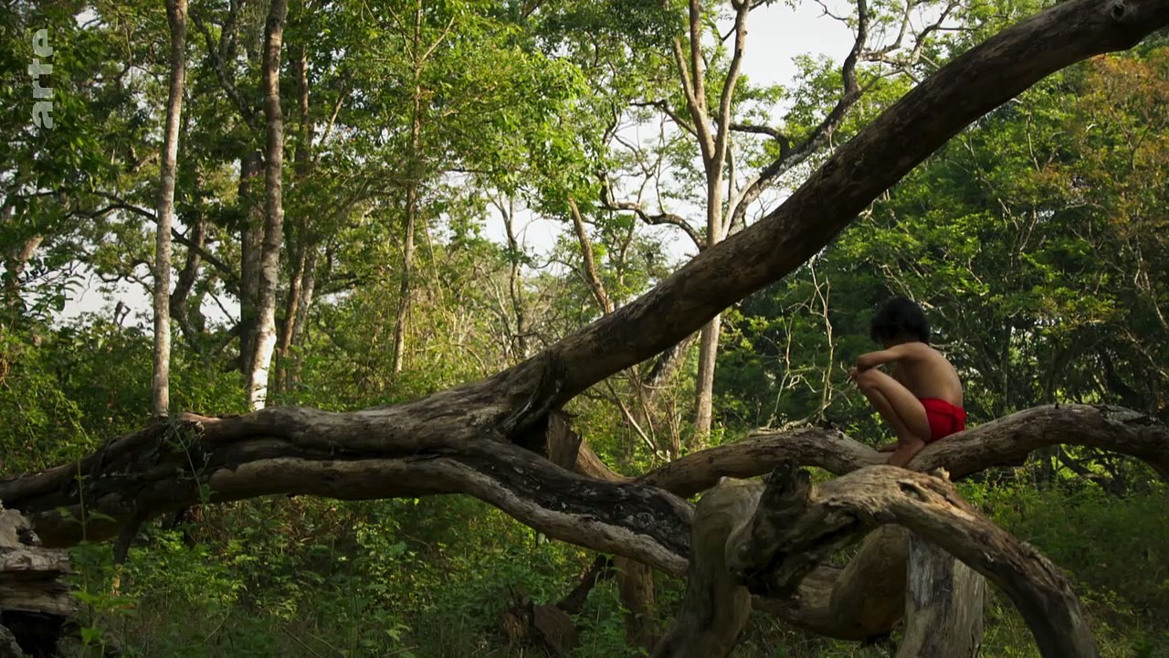 Le Vrai Livre De La Jungle