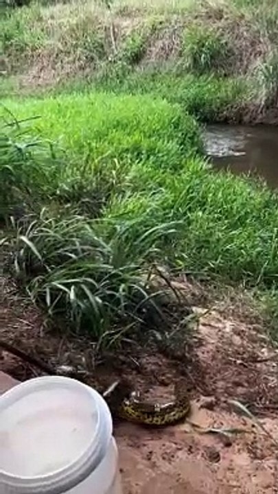 Técnicos do IAT devolvem à natureza sucuri com 1,6 metro capturada na Zona II de Umuarama