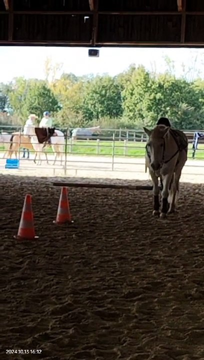 Crack aux longues rênes 1