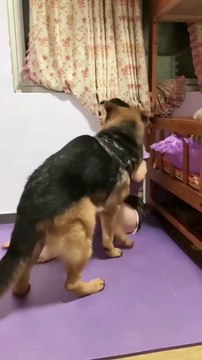 dog trying to abuse me _funny _smart dog _funny animals _daily motion #shorts