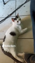 El gato pernanca llega a visitarme a la oficina para jugar un rato #shorts #animales #mascotas #pet