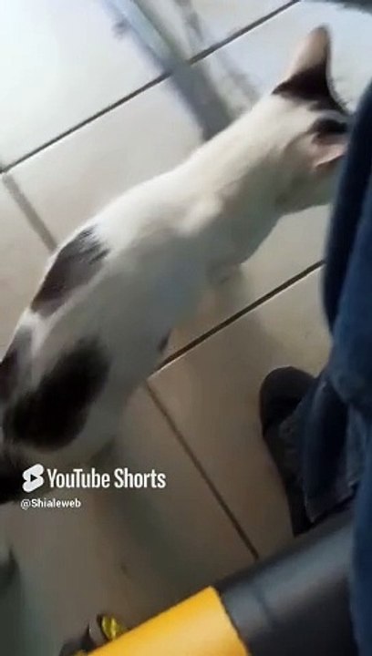 El gatito pernanca llega a la oficina a visitarme para jugar un rato #shors #felino #peludo #animal