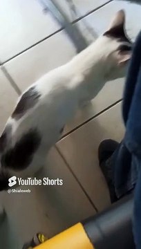 El gatito pernanca llega a la oficina a visitarme para jugar un rato #shors #felino #peludo #animal