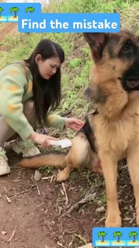can you find the Mistake _funny _funny_animal _funny animals _smart dog _clever dog #shorts