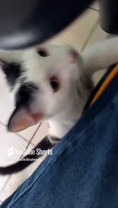 El Gato Pernanca #shorts en la oficina jugando bien agusto #animales #felino #mascota #peludo
