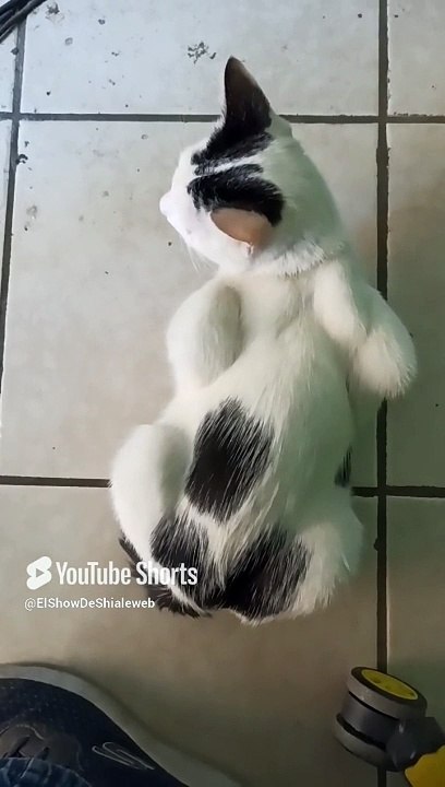 jugando en la oficina con el gato pernanca peludo amigo #shorts #animales #mascotas #fauna