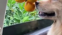Cute dog give orange to his owner
