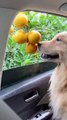 Cute dog give orange to his owner