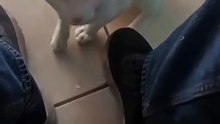 Jugando en la oficina con el gato pernanca en una tarde en tijuana #shorts #animal #mascota #felino