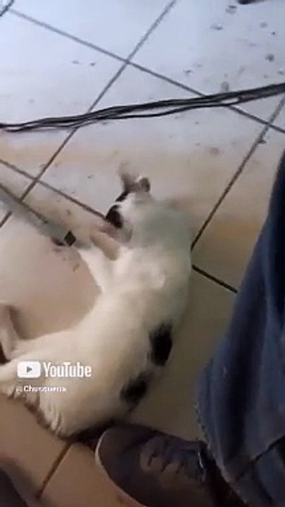 El Gatito Pernanca le gusta mucho venir a visitarme a la oficina para jugar un rato #Shorts #animal