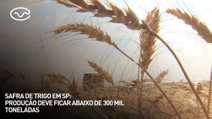 Safra de trigo em SP: produção deve ficar abaixo de 300 mil toneladas