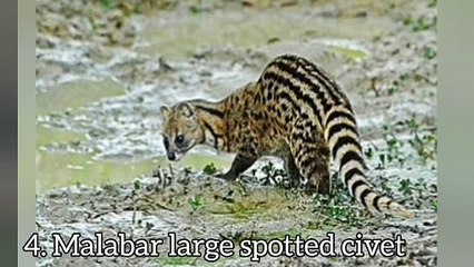 Most endangered carnivore (Malabar civet)