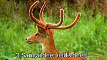 This deer lives in the world's only suspended wetland, Indian sangai deer