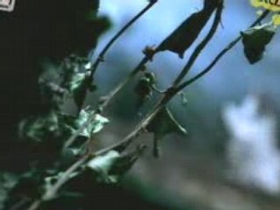 Morandi-falling asleep