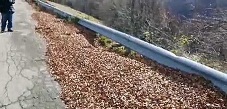 La volpe si mette in posa e sfila per il video