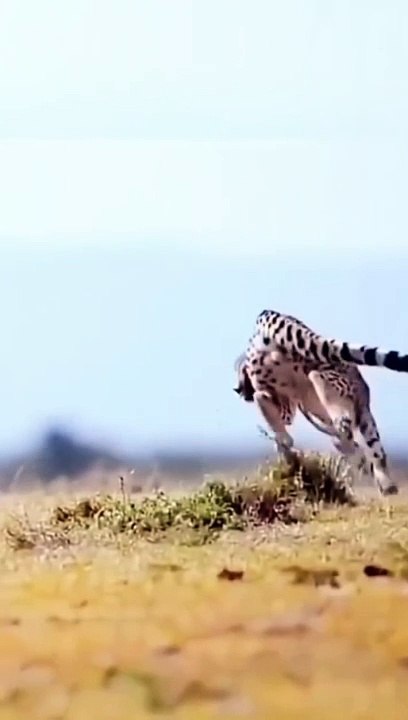 Wildlife,,