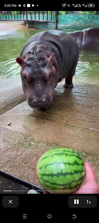 Hippopotamus eat watermelon but not success