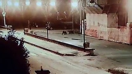 Gli orsetti di Civita D'Antino corrono verso la stazione ferroviaria