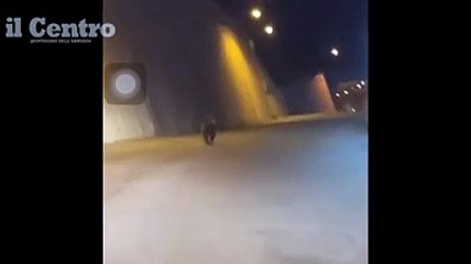 L'orso inseguito e filmato