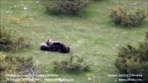 Lo spettacolo degli orsi marsicani 