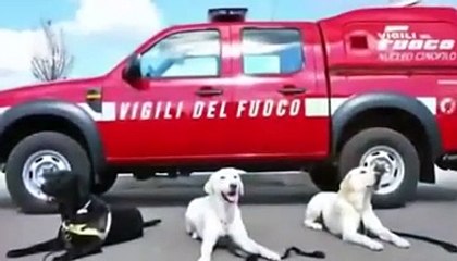 La vita da eroe del labrador del sisma dell'Aquila