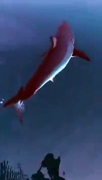 C'? uno squalo sotto la barca: momenti di apprensione al largo (e di molto) di Pescara