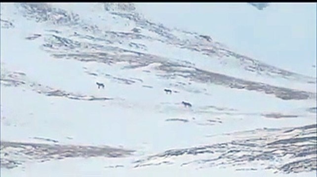 Lupi risalgono la montagna sotto la neve
