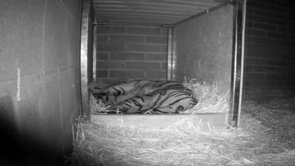 Nace un tigre de Sumatra en Reino Unido