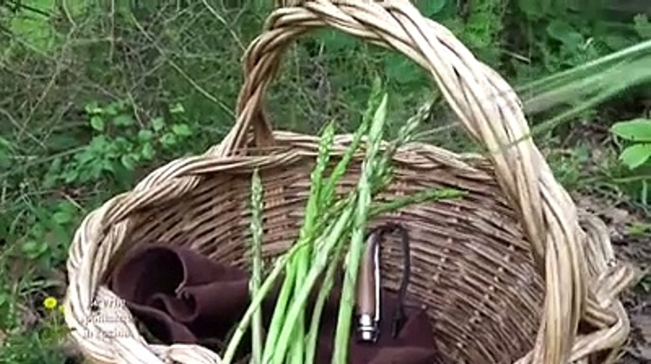 Il libro "Le erbe spontanee in cucina" in regalo con il Centro