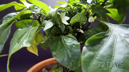 984_days_in_8_minutes_-_Growing_Plants_Time-lapse_Compilation(360p).mp4
