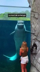 Pourquoi ce beluga est accusé d'être un espion russe?