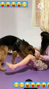 can you find the Mistake _funny _funny_animal _funny animals _smart dog _clever dog#short