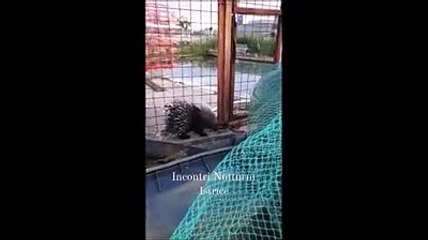 L'istrice a passeggio sul lungofiume