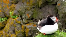 The Puffin: Close Up HD Footage (Fratercula arctica)
