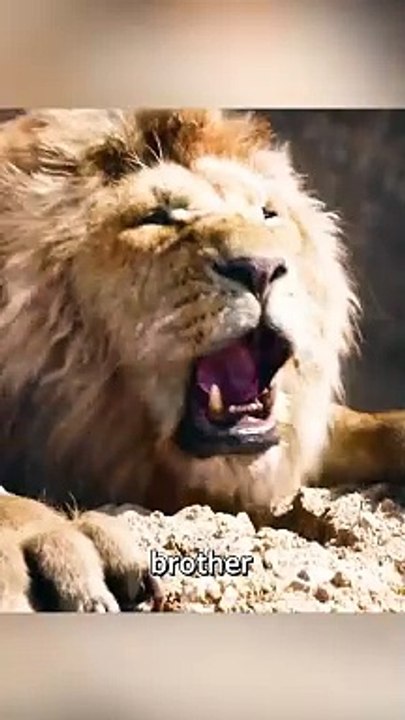 This lion is running for his life.