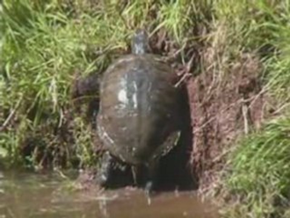 Chevreuilettortue